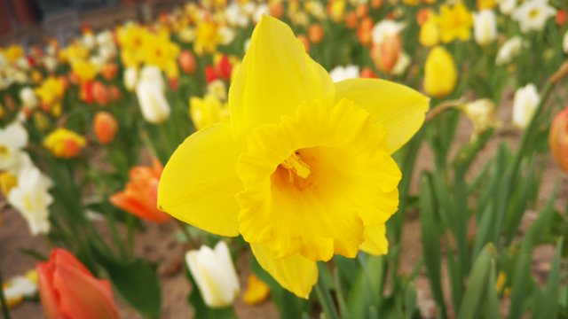 Frühling Osterglocken und Tulpen Frühling Osterglocken und Tulpen