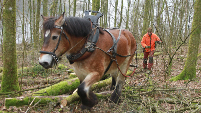 Unternehmer Olav Stracke und sein Pferd Elli helfen dem Wupperverband bei der Pflege des Wasserschutzwaldes Unternehmer Olav Stracke und sein Pferd Elli helfen dem Wupperverband bei der Pflege des Wasserschutzwaldes