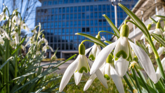 Schneeglckchen vor der Hauptverwaltung des Wupperverbandes