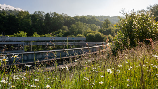 Sommerwiese auf der Kläranlage Kohlfurth Sommerwiese auf der Kläranlage Kohlfurth