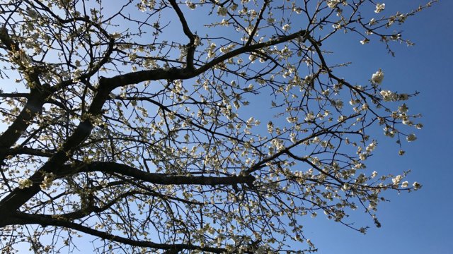 Wie viel Natur steckt im Wald?